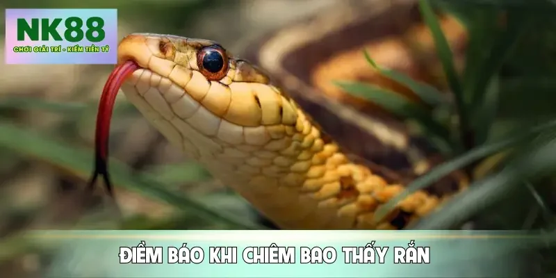 mo-thay-ran-diem-bao